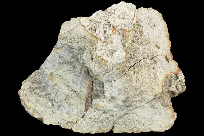 Fossil Triceratops Bone Section - North Dakota #117952